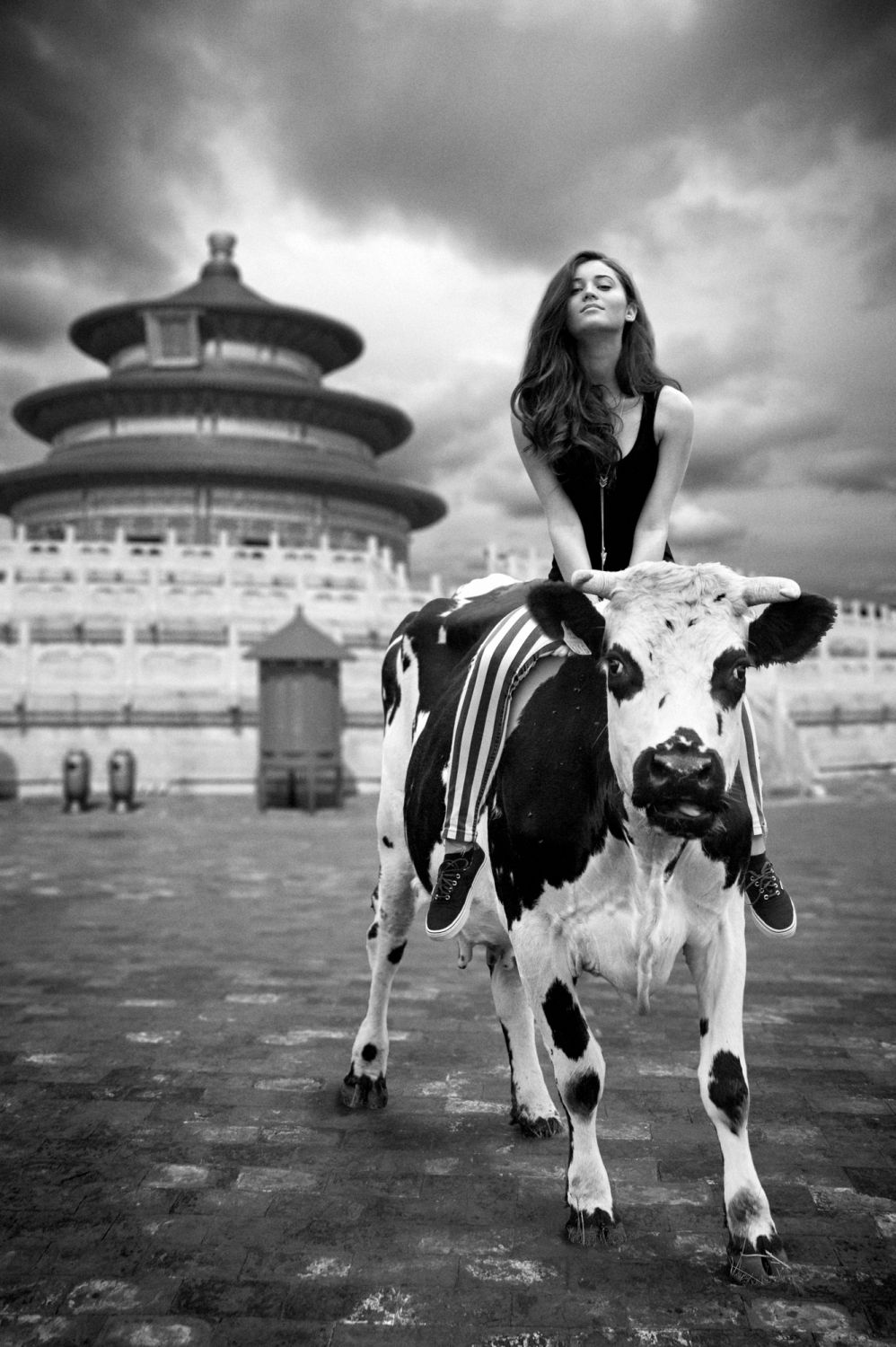 Beijing Cow